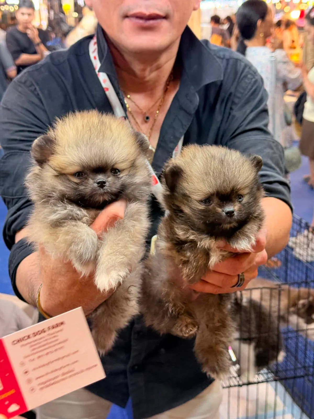 the two new dogs